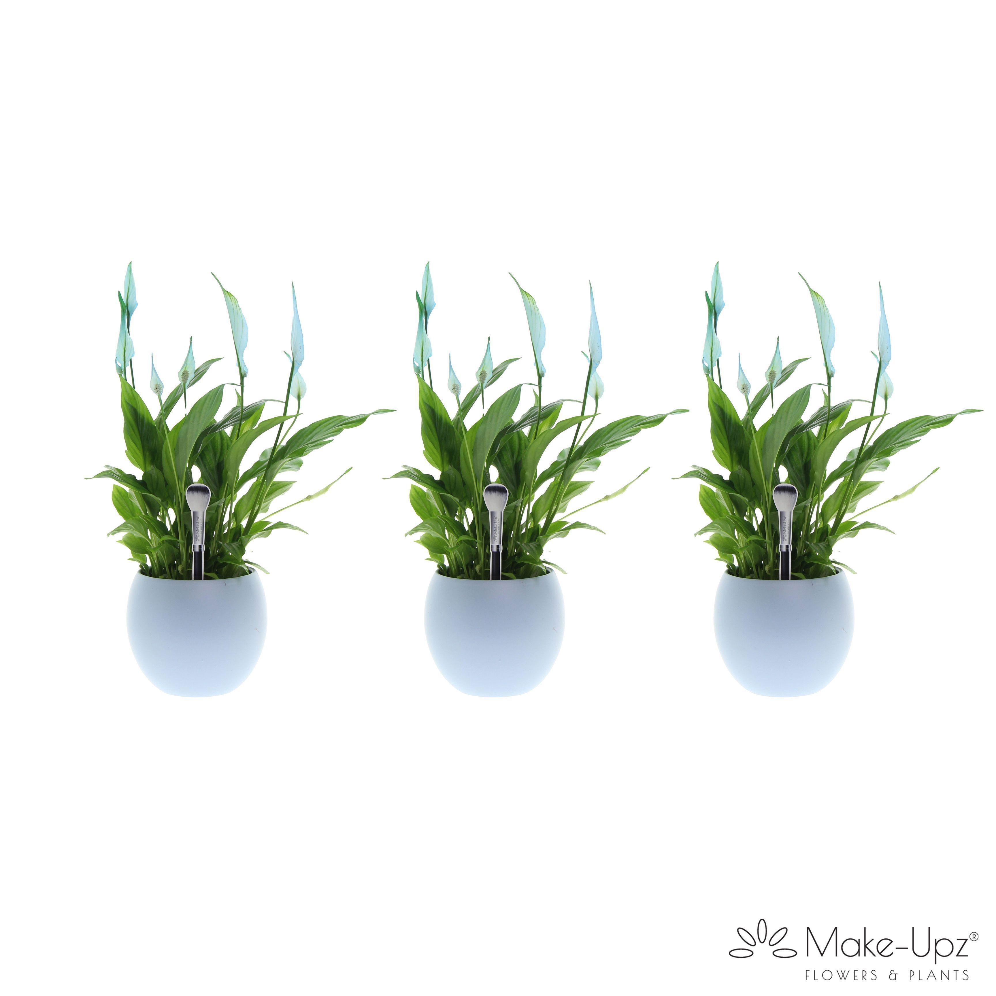 Spathiphyllum Bellini Make Upz - Bolpot Blauw