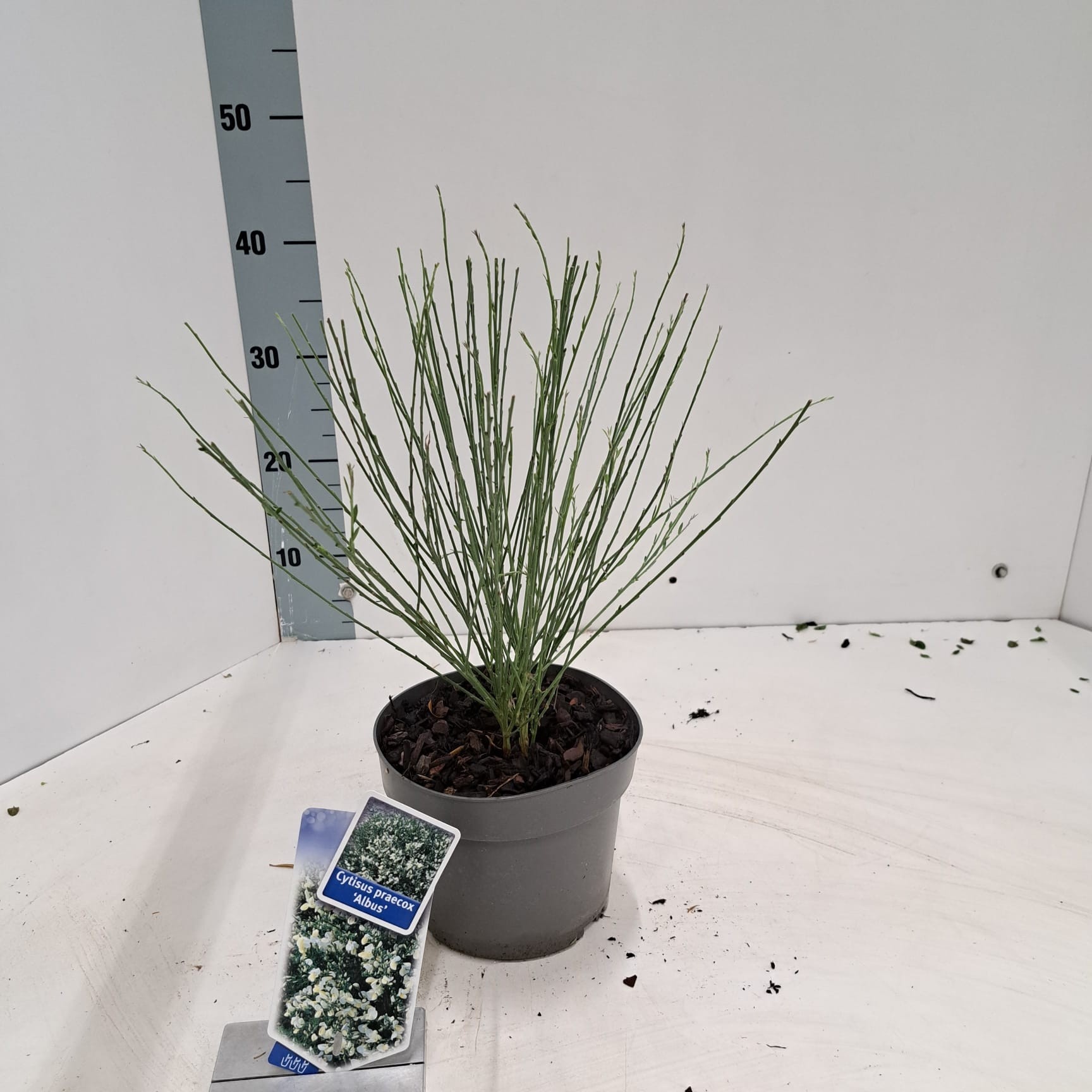 Picture of Cytisus praecox 'Albus'