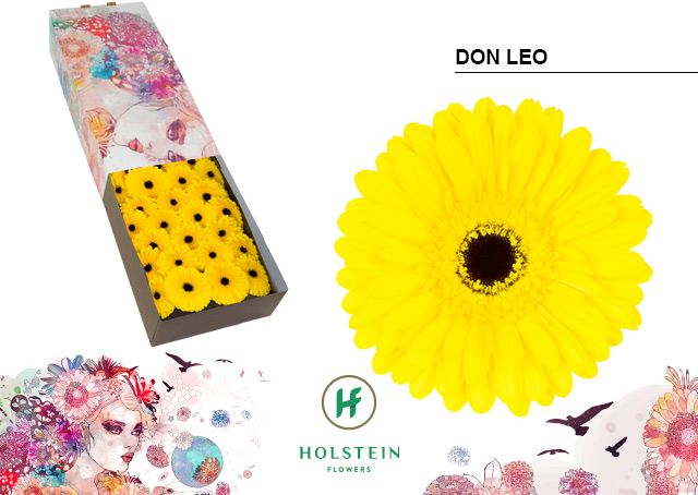 Gerbera Don Leo