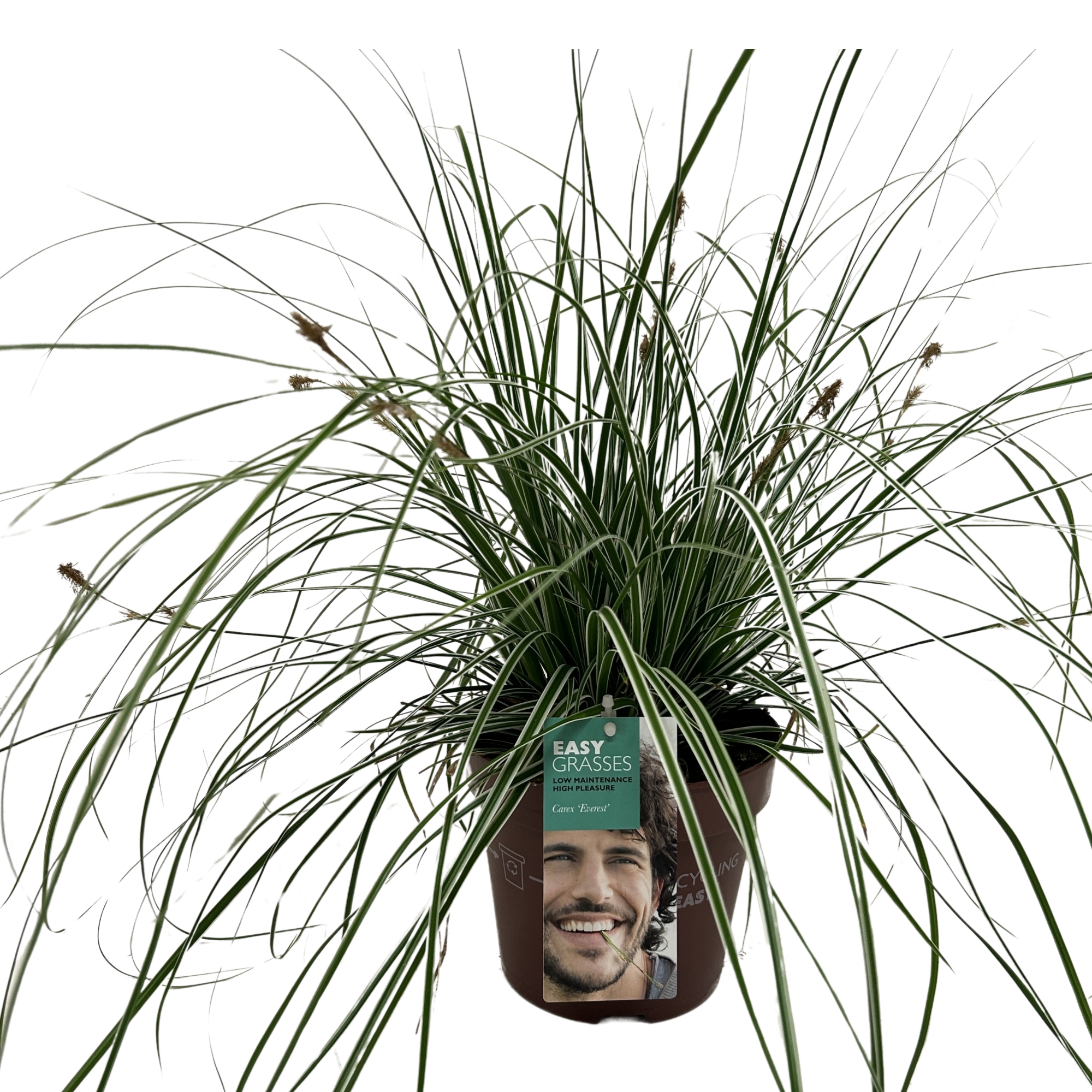Picture of Carex oshimensis Everest