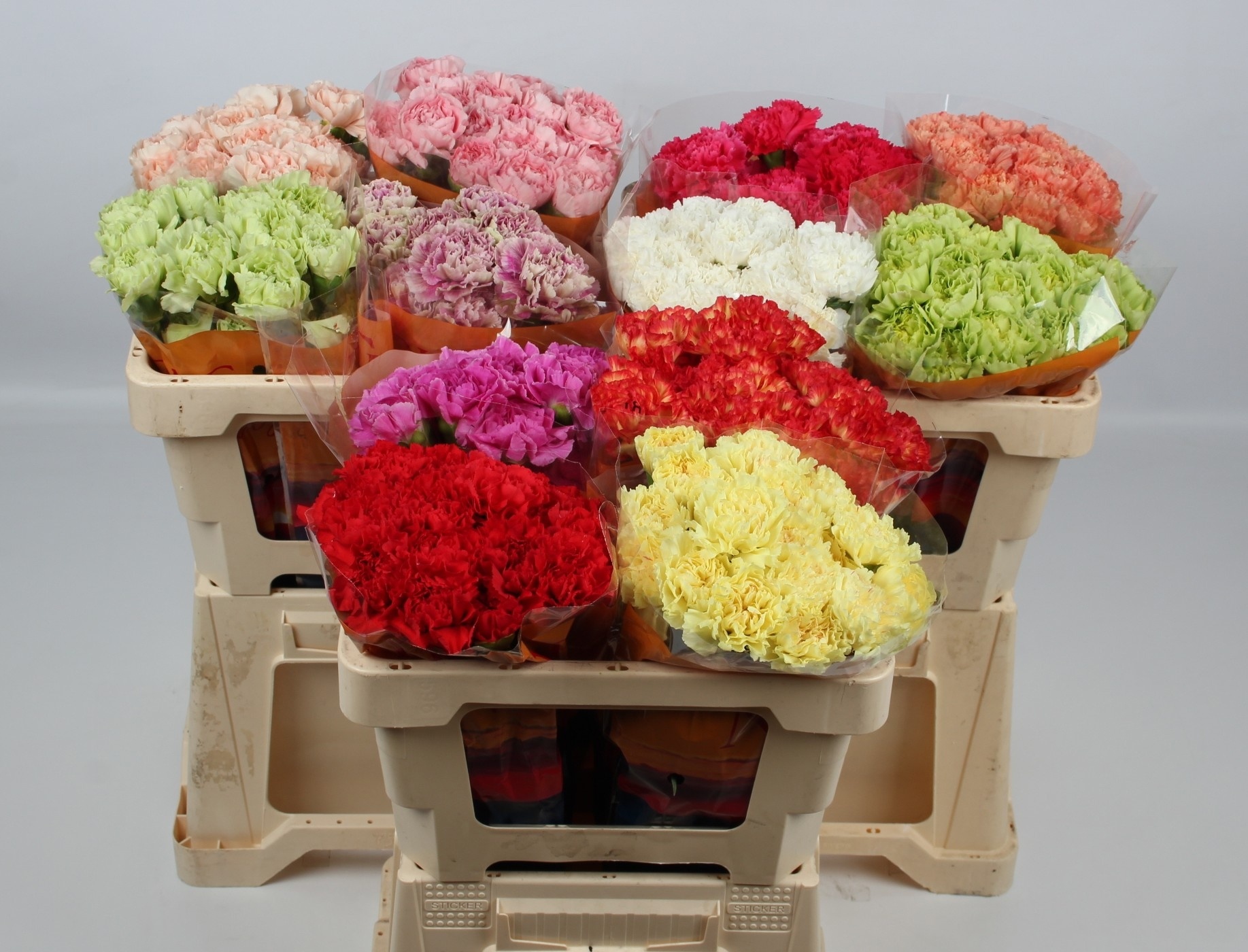 Dianthus St Mixed 45cm