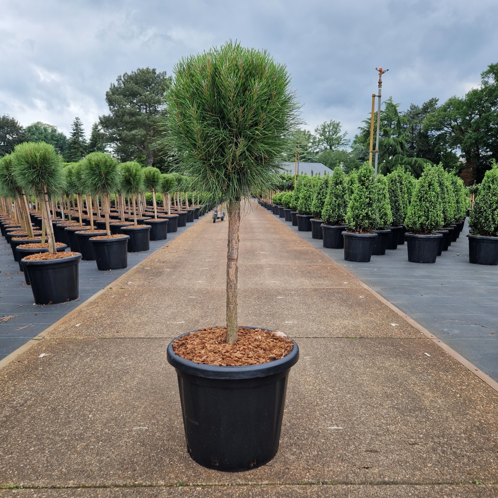 Picture of Pinus nigra Summer Breeze (potted) C25 40/STD-35-40-HEAD