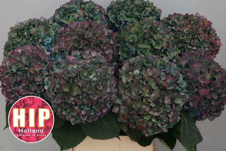 Hydrangea Pimpernel Classic 100cm 26Ø