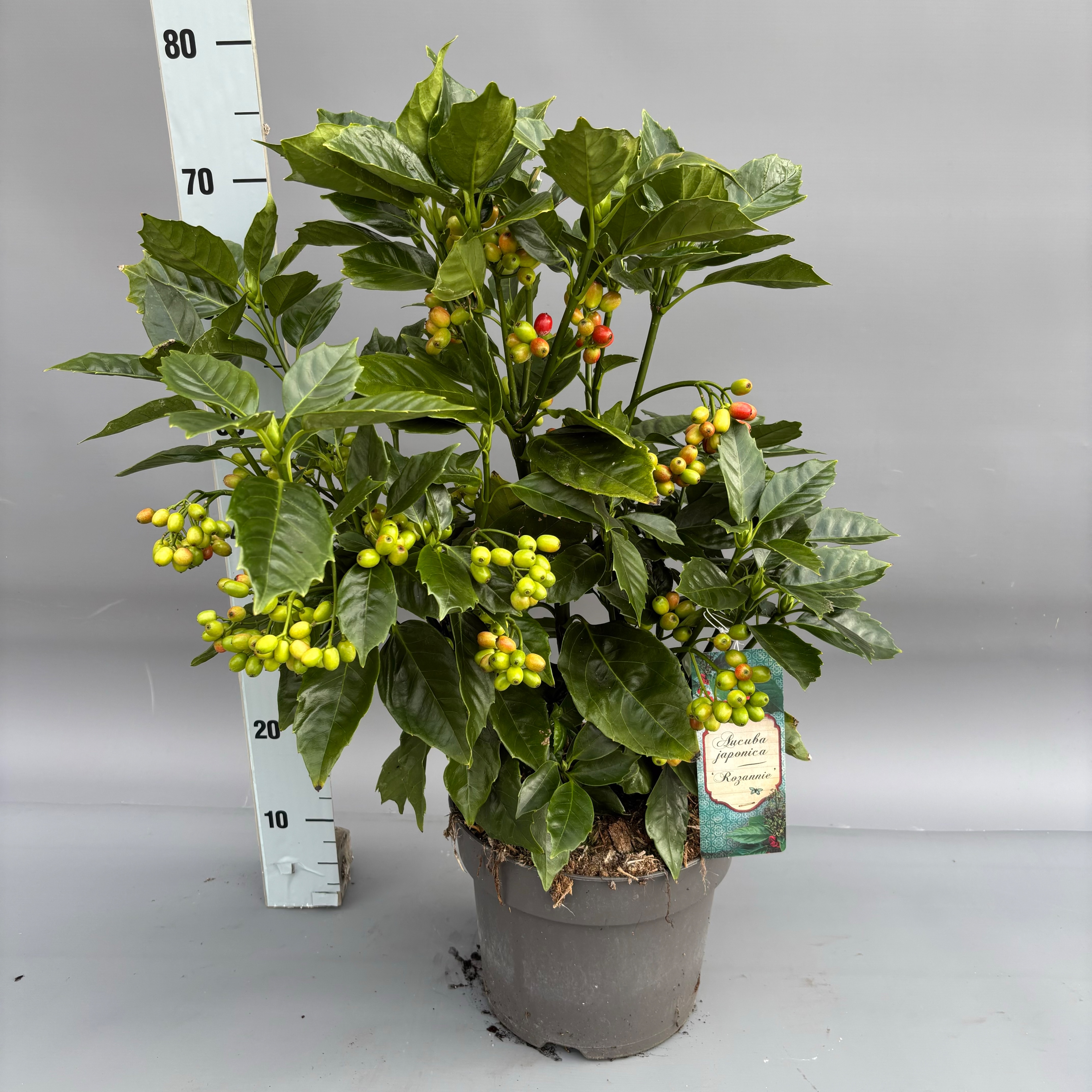 Picture of Aucuba japonica Rozannie P26 (7.5 Ltr) (LOOSE)