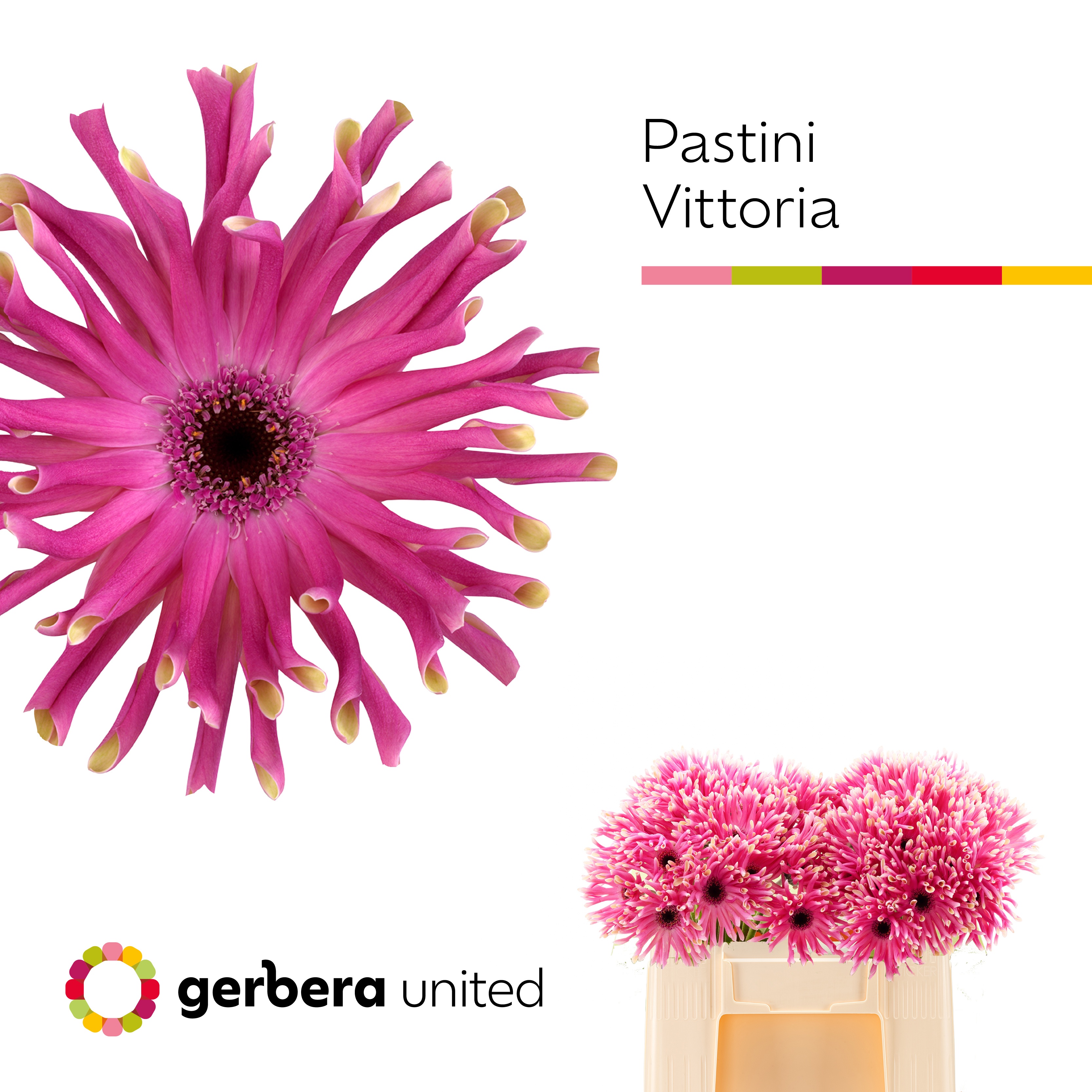 Ge Kv Pastini Vittor