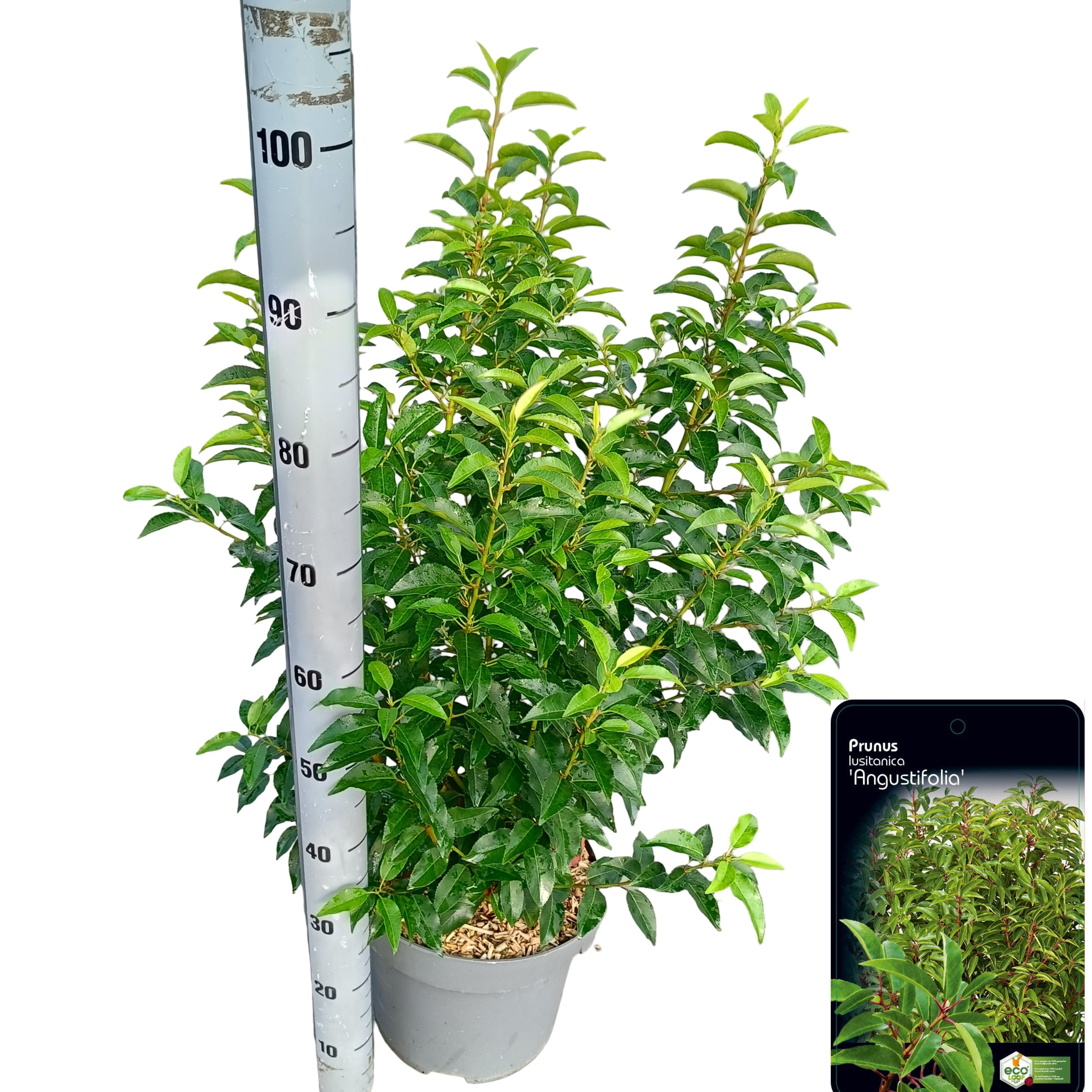 Picture of Prunus lusitanica 'Angustifolia' C10