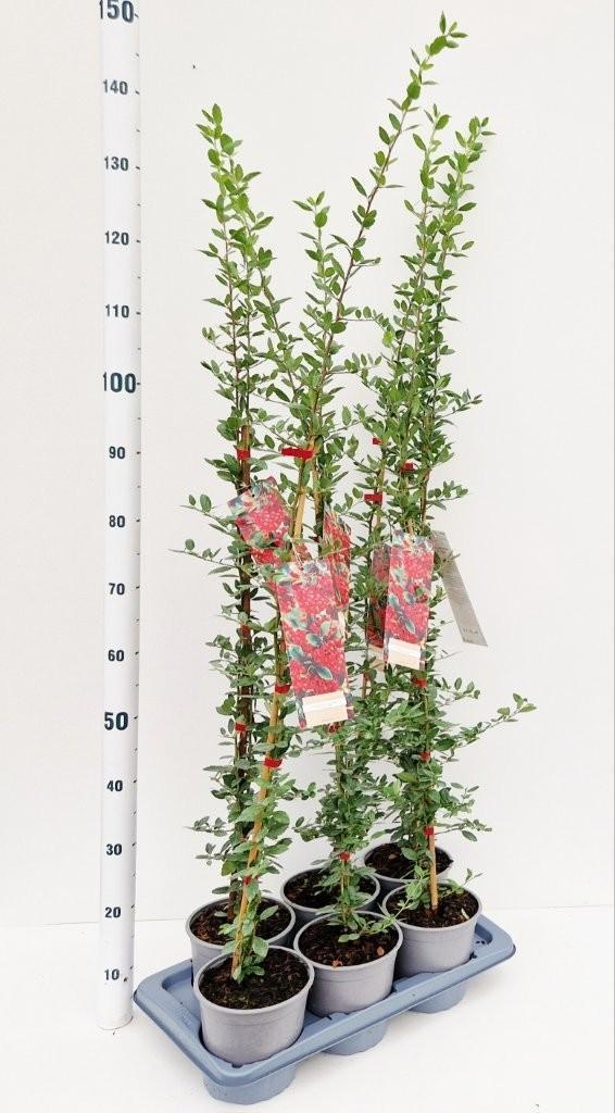 Pyracantha 'Red Column' - gestokt