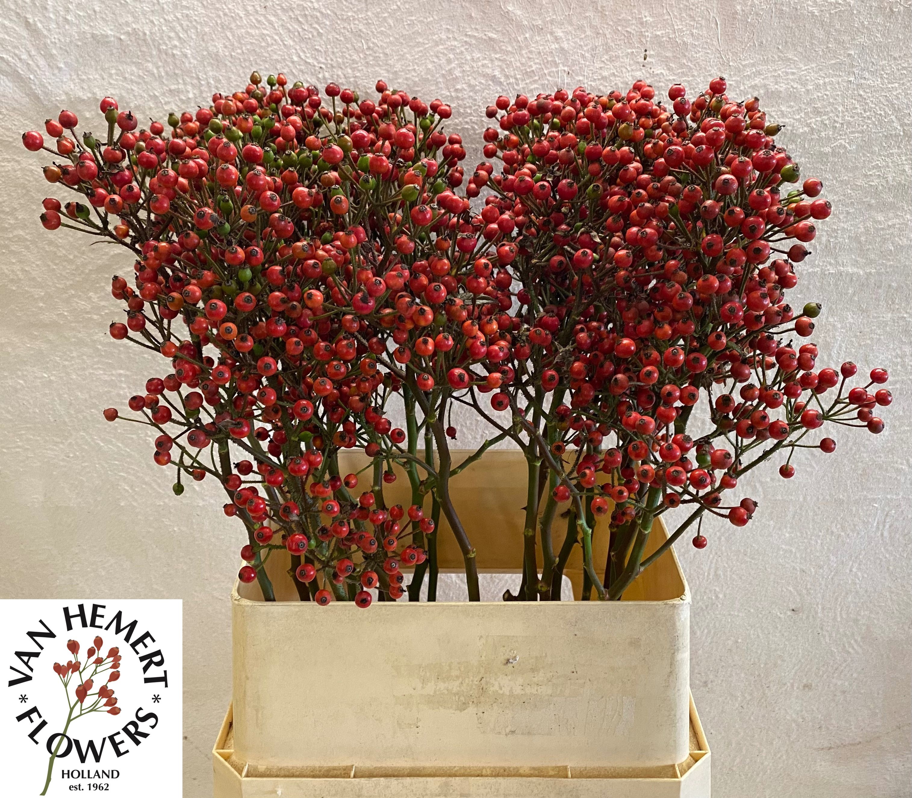 Rosa Bells Hiphop 100cm