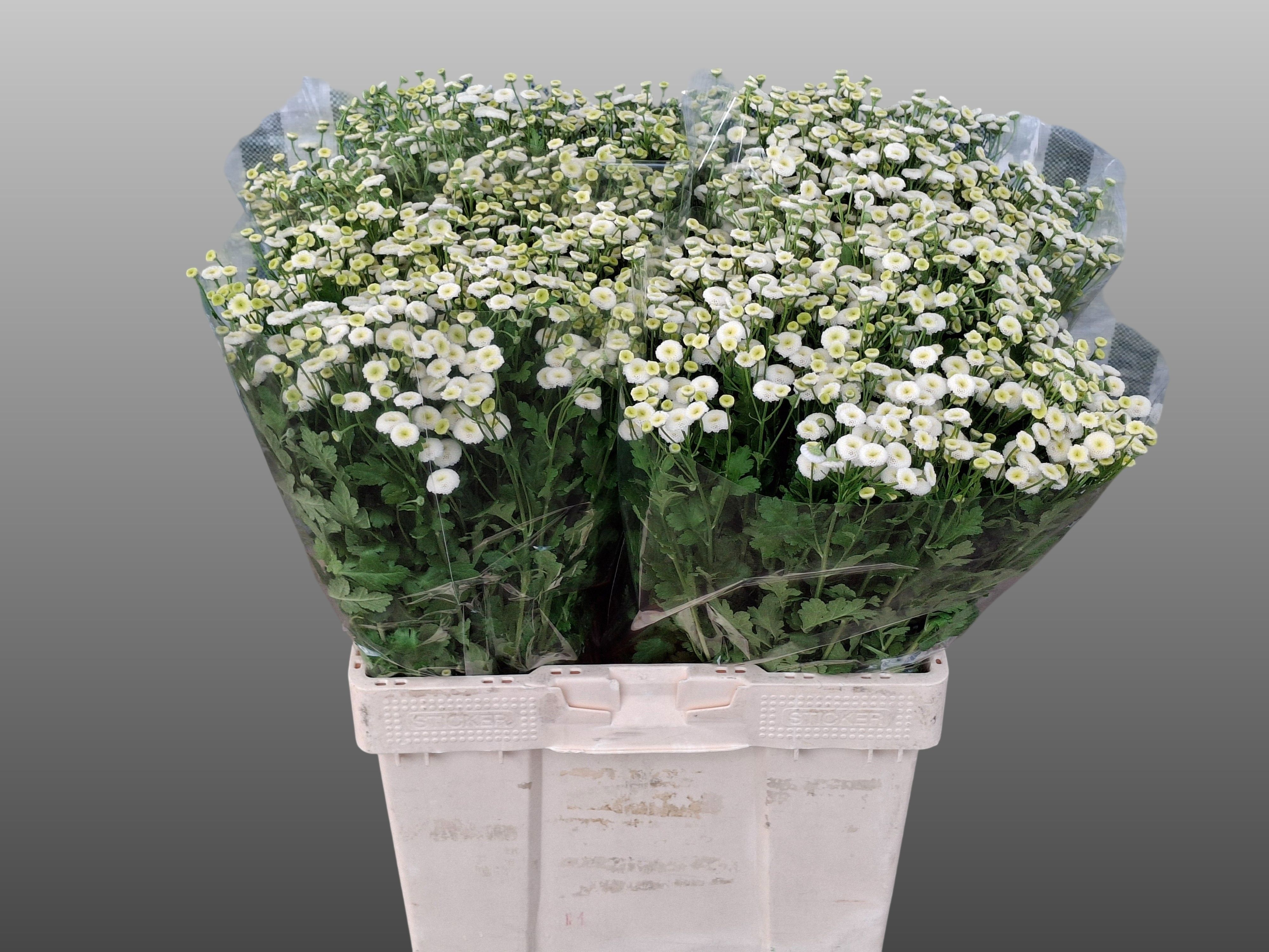 Tanacetum Rio 60cm