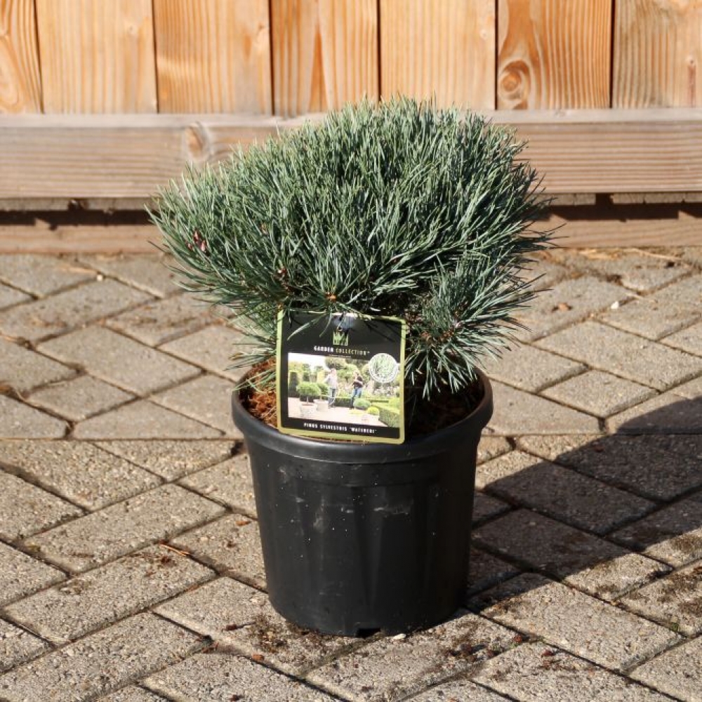 Picture of Pinus sylvestris Watereri C8 30/+ (LOOSE)