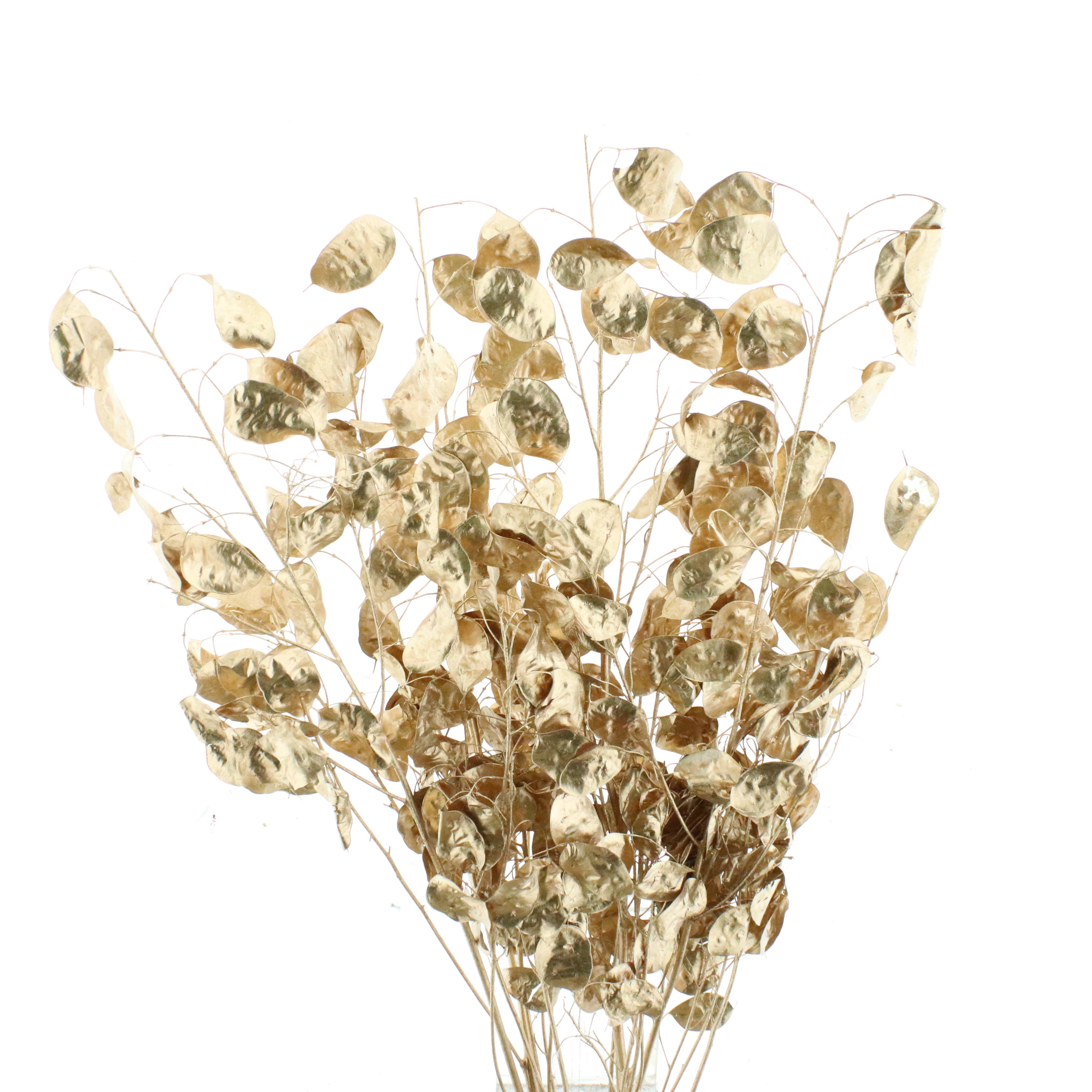 Ov Colrbehandeld 80cm