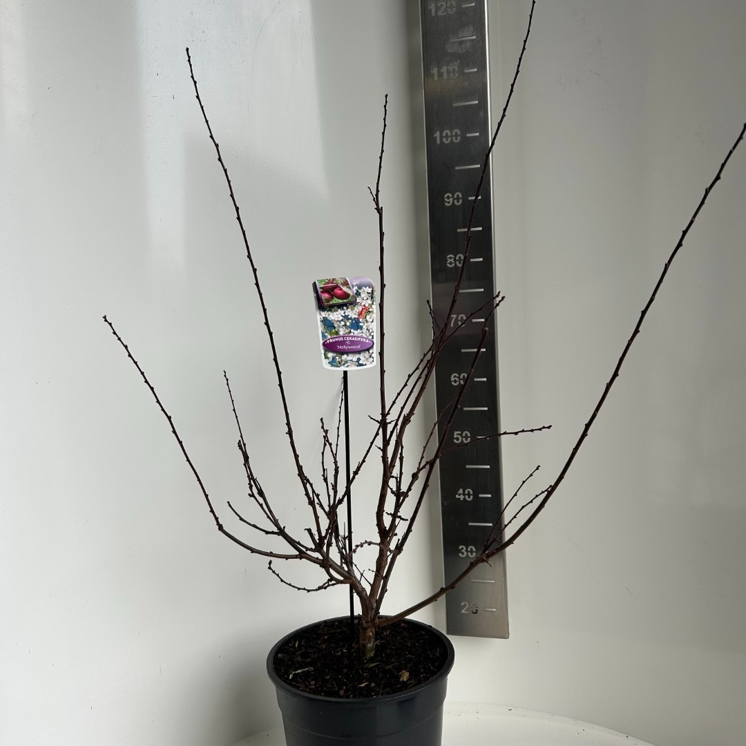 Picture of Prunus cersifera Hollywood P29 (10 Ltr) (LOOSE)