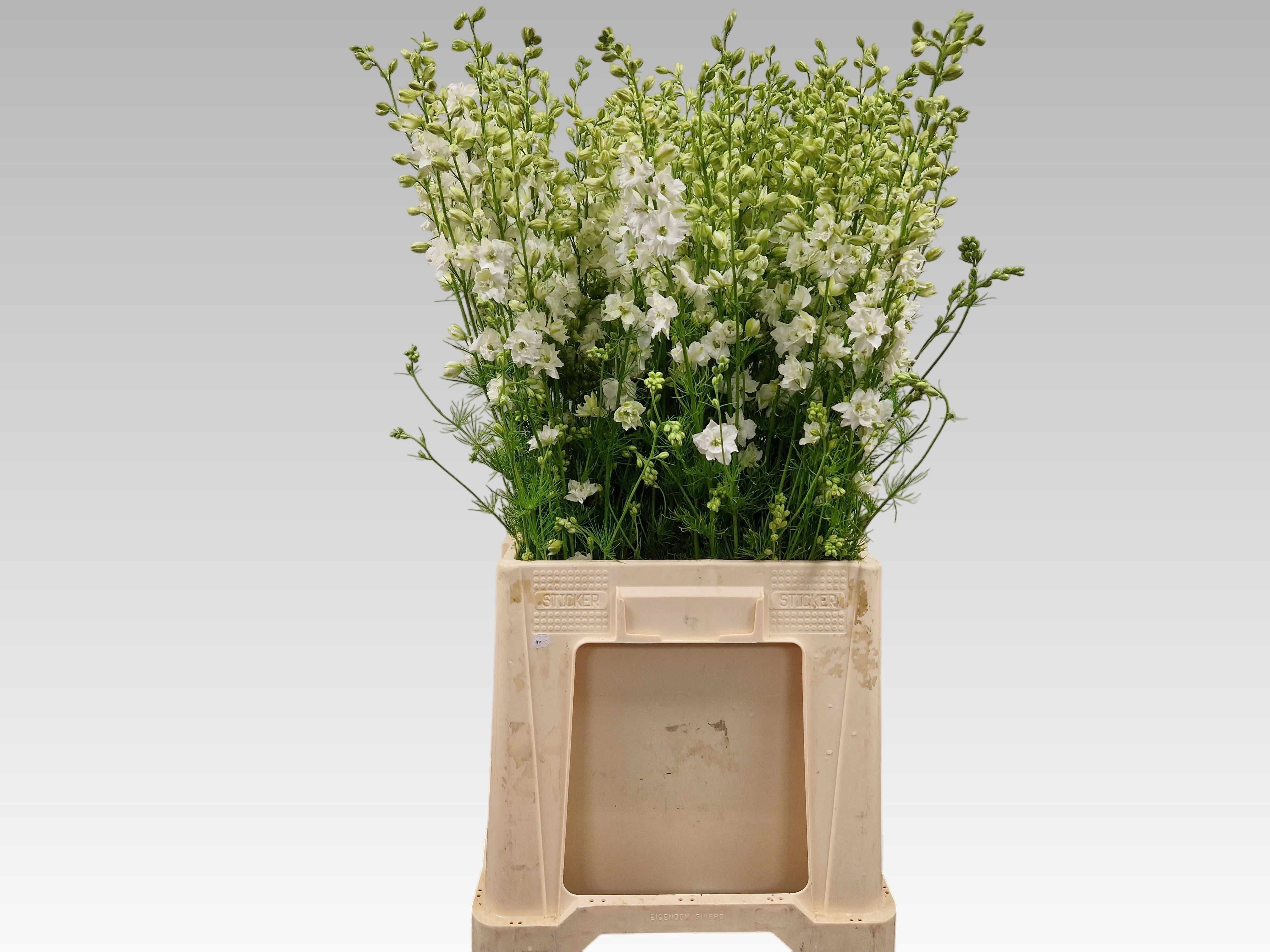 Consolida White (LARKSPUR) 70cm