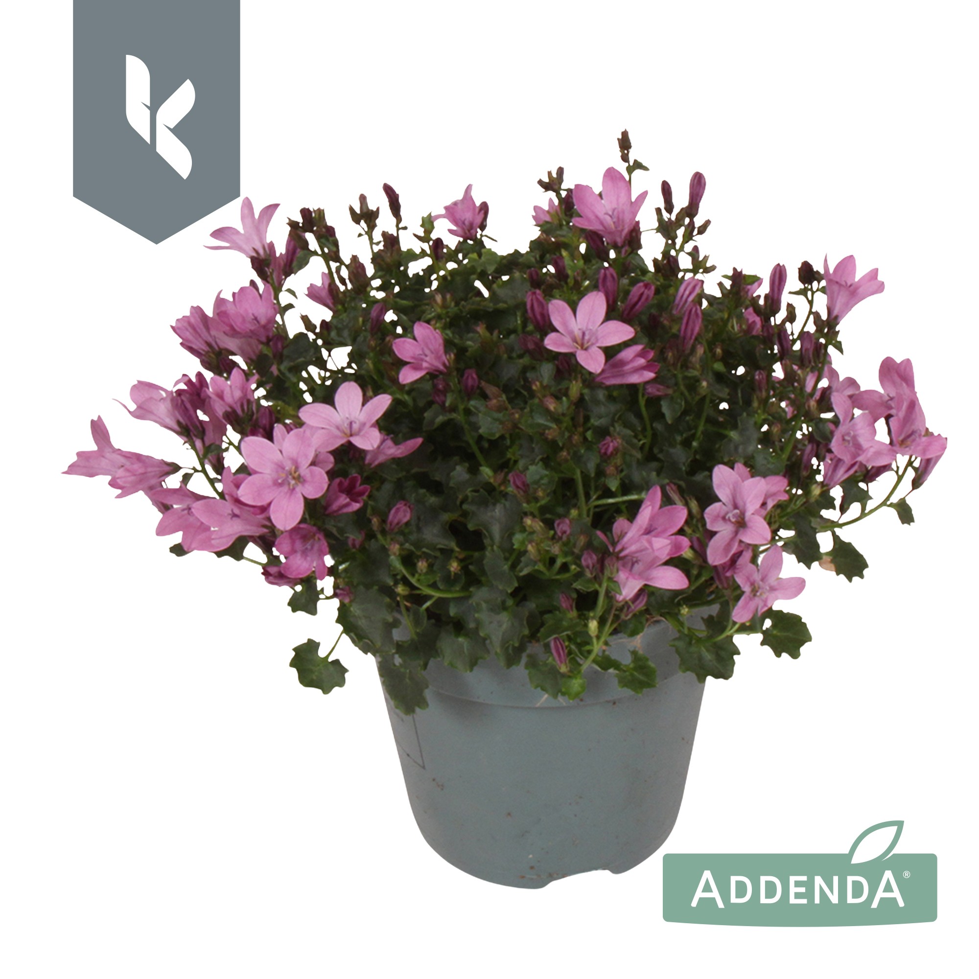 Picture of Campanula Ambella Pink P10.5