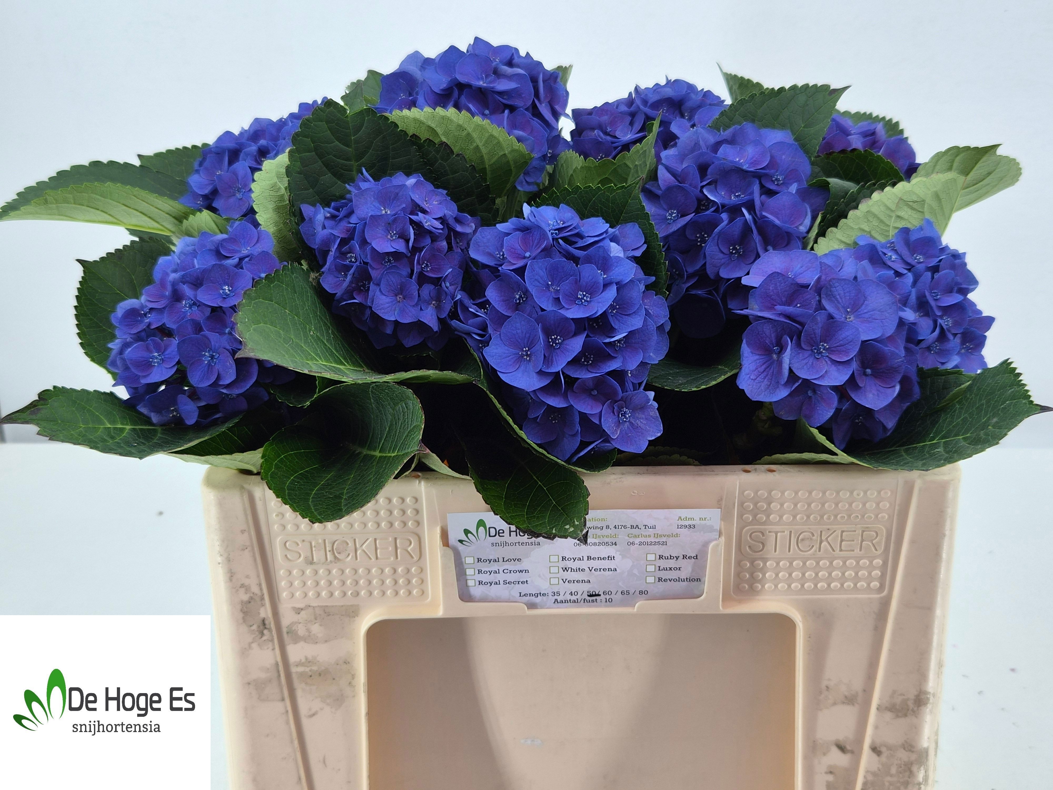 Hydrangea Royal Crown Blue 50cm 10Ø