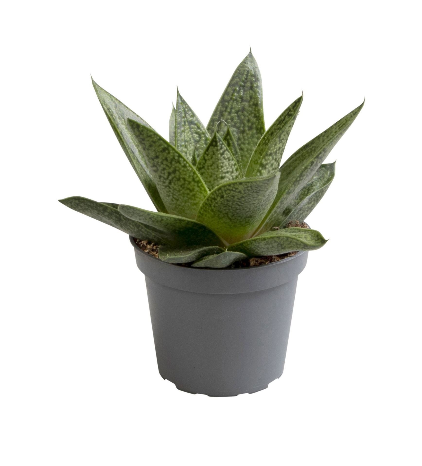 Aloe D.Tiga