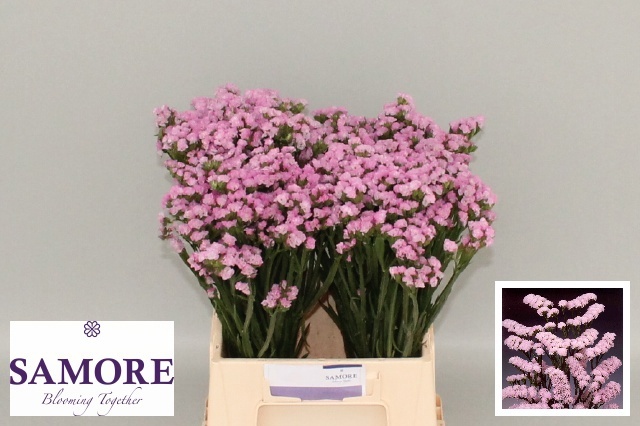 Limonium St Rosa Sunbirds 45cm 12gram