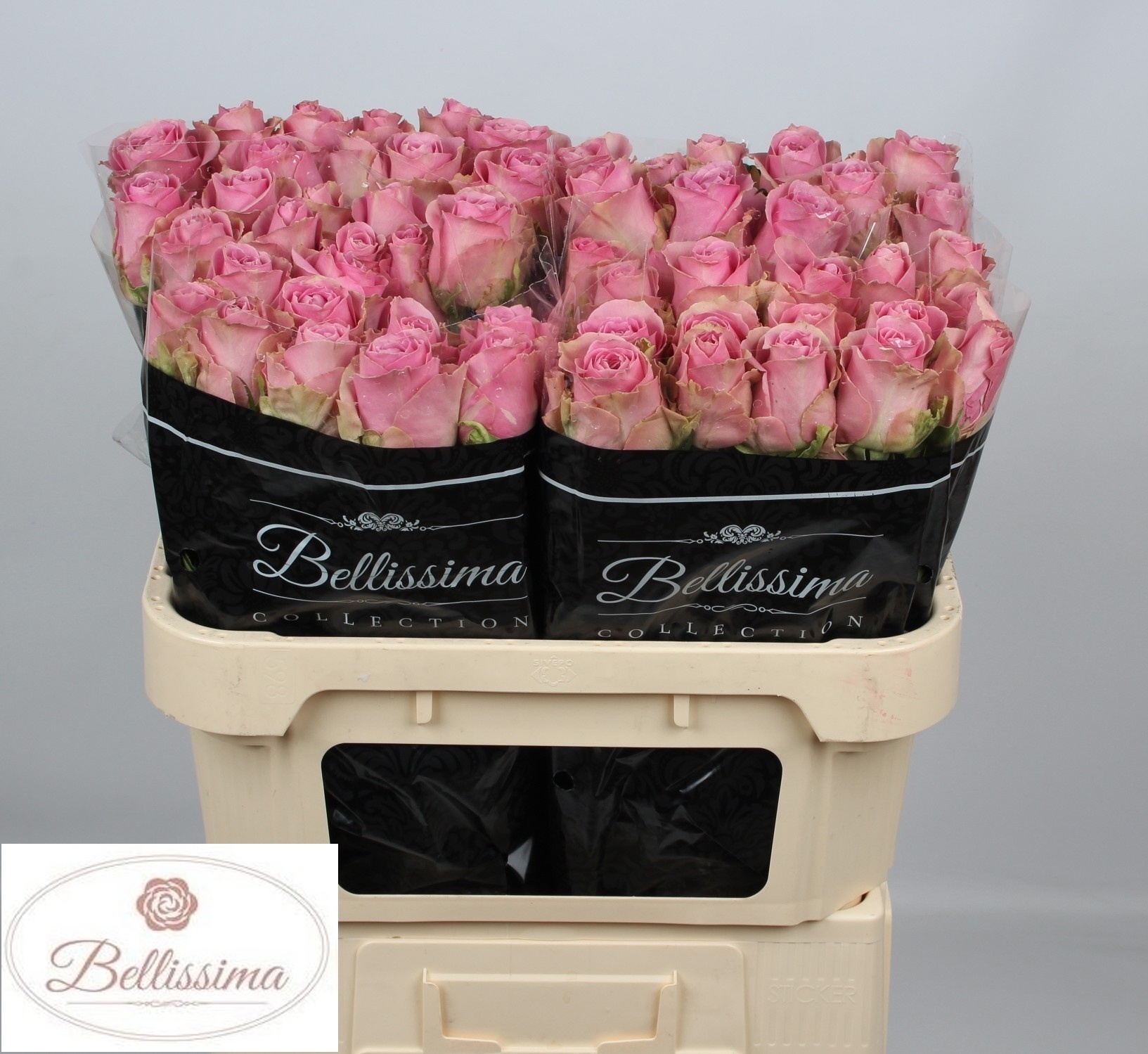 Rosa Wham 70cm
