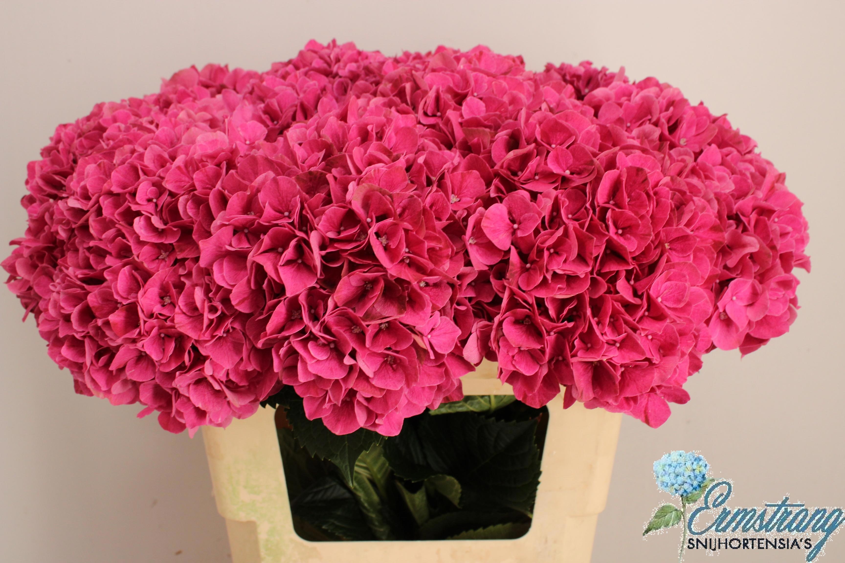 Hydrangea Mag Pink Ruby 60cm 18Ø