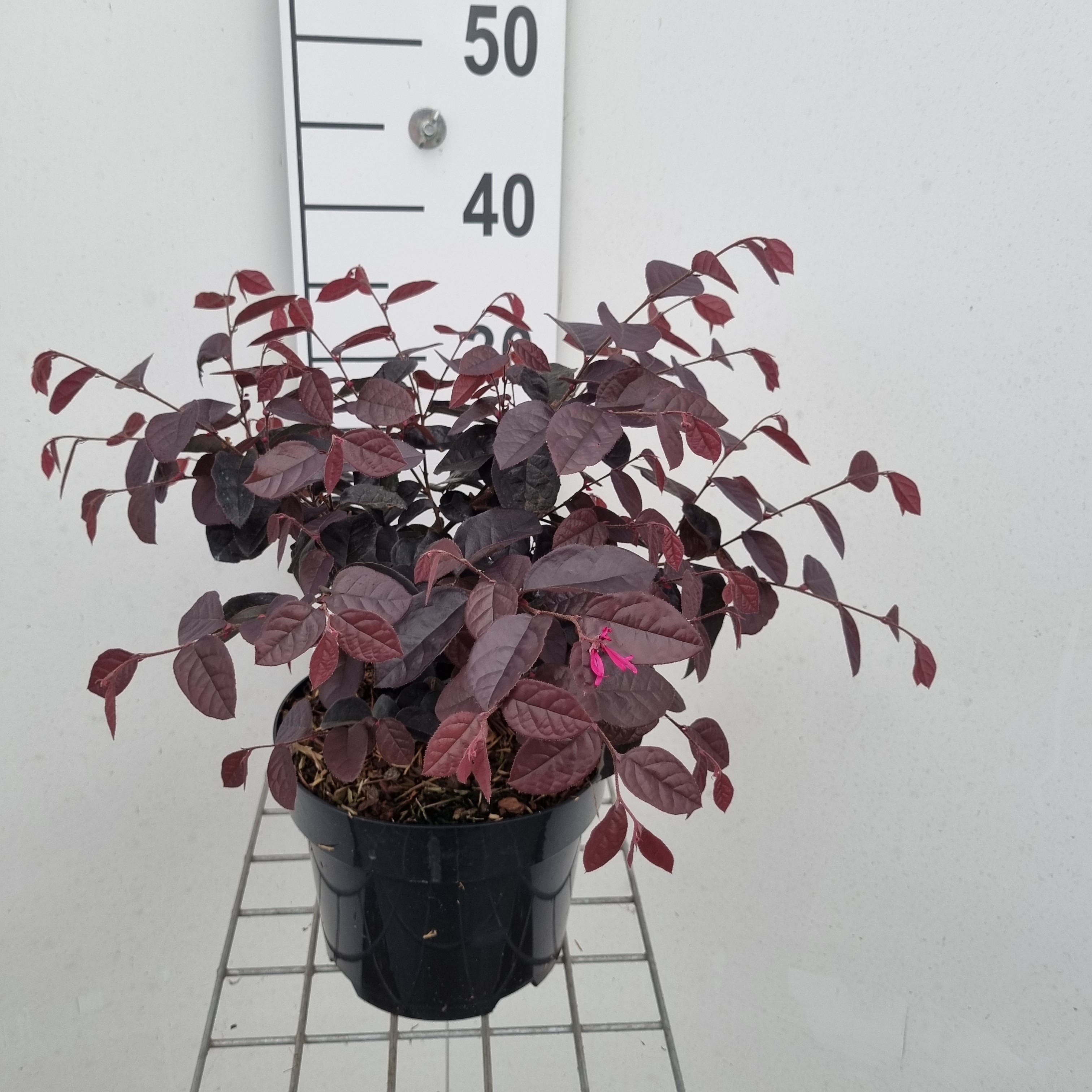 Picture of Loropetalum chinense Daybreaks Flame' P19 30CM (LOOSE)