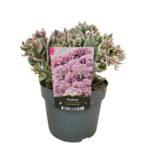 Sedum telephium Seduction La Vie en Rose p17 Florizon