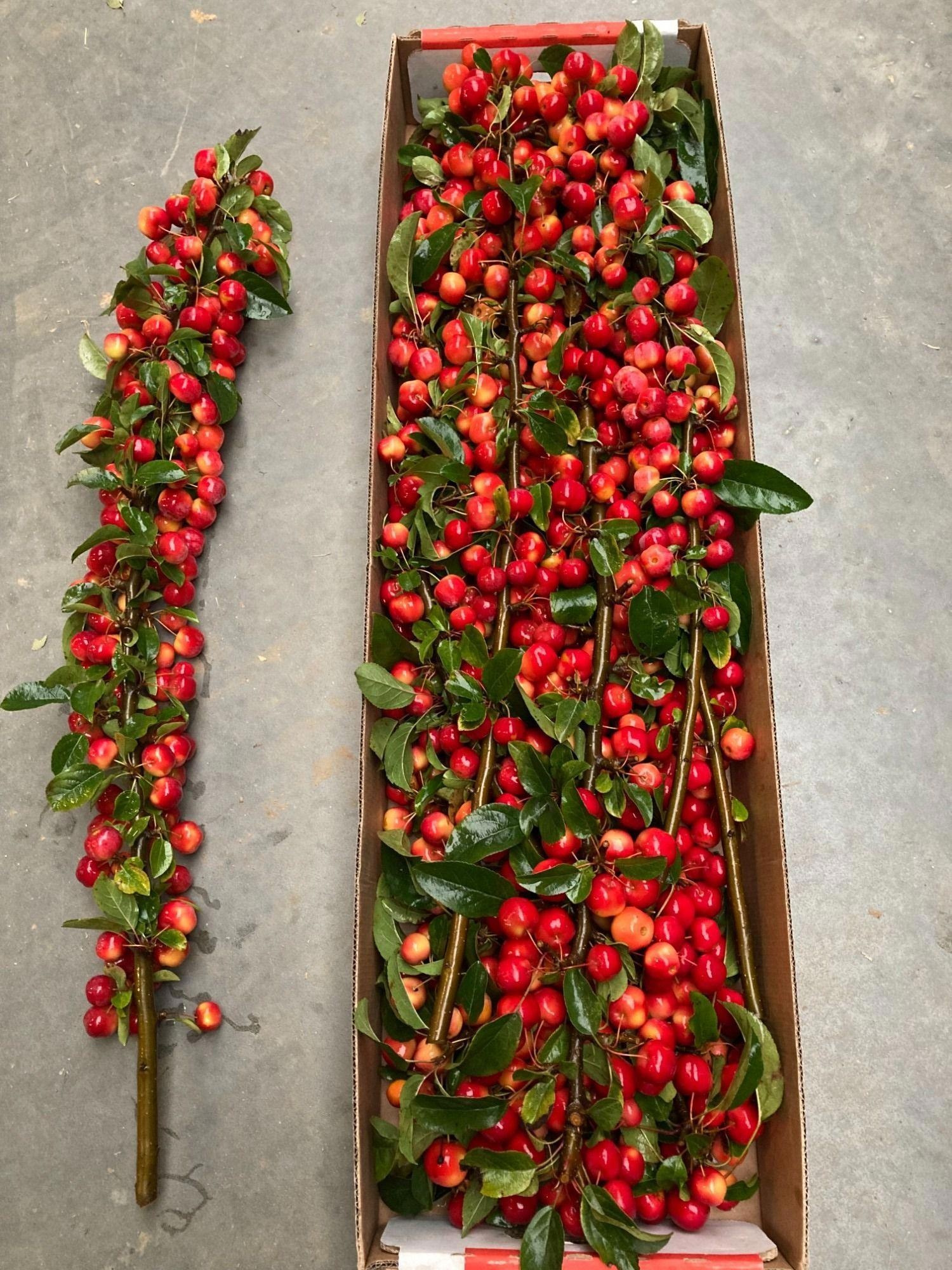 Malus Red Sentinel