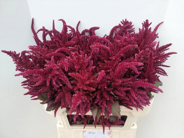 Amaranthus Green 70cm