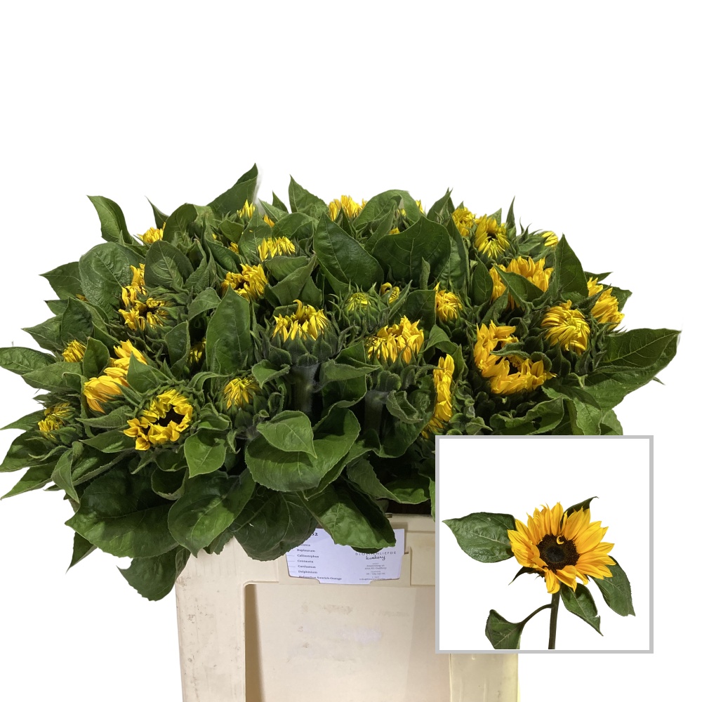 Helianthus Sunrich Or 60cm