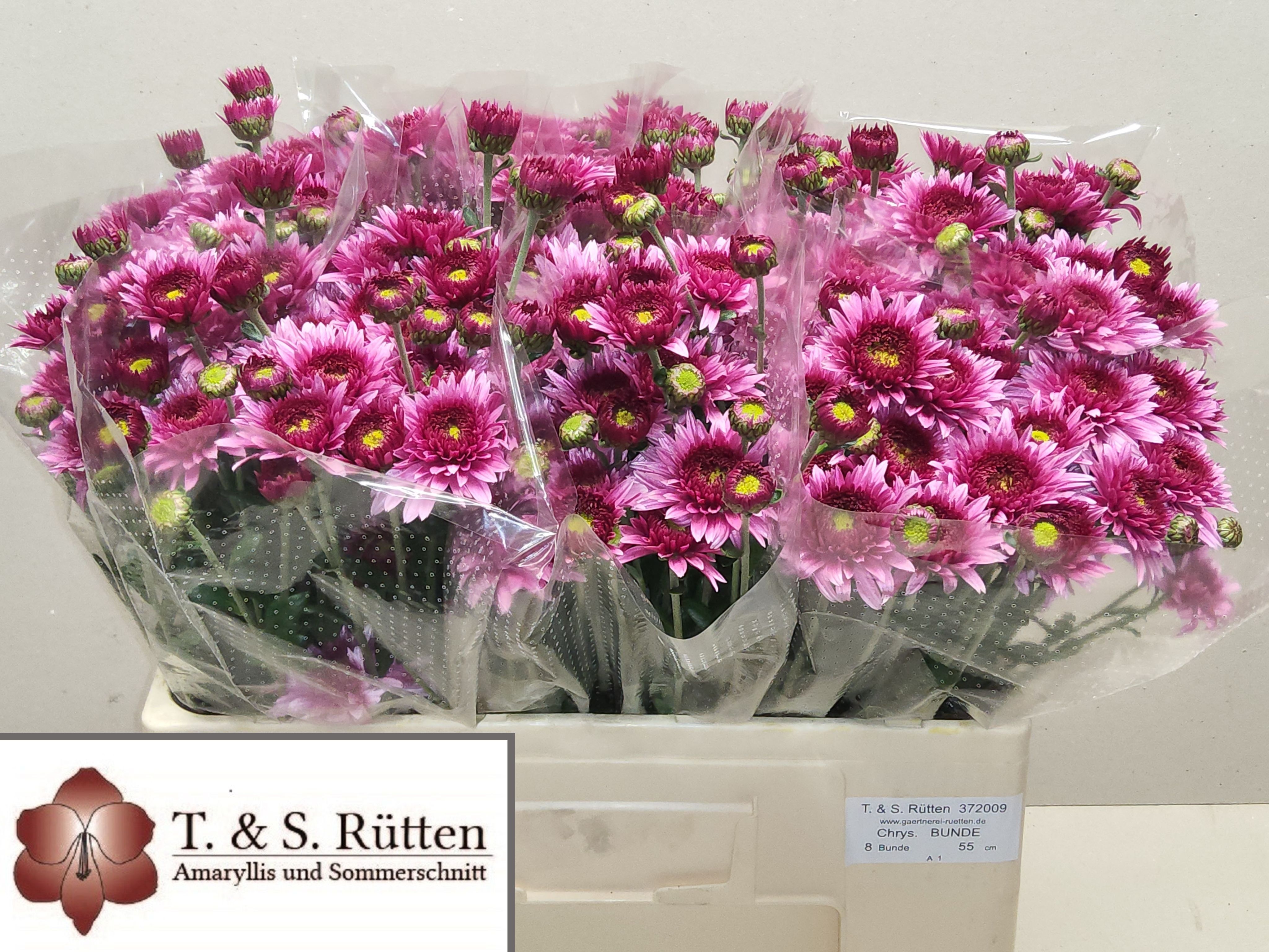 Chrysant T Beppie Purper 200gram