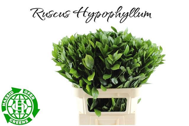Ruscus Hypophyllum 80L.cm