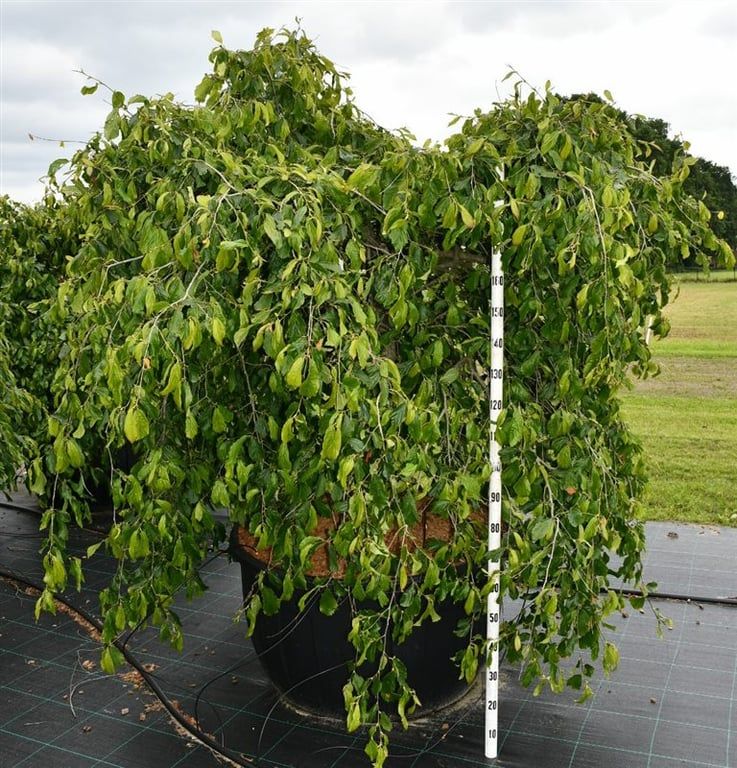 Parrotia persica 'Pendula'