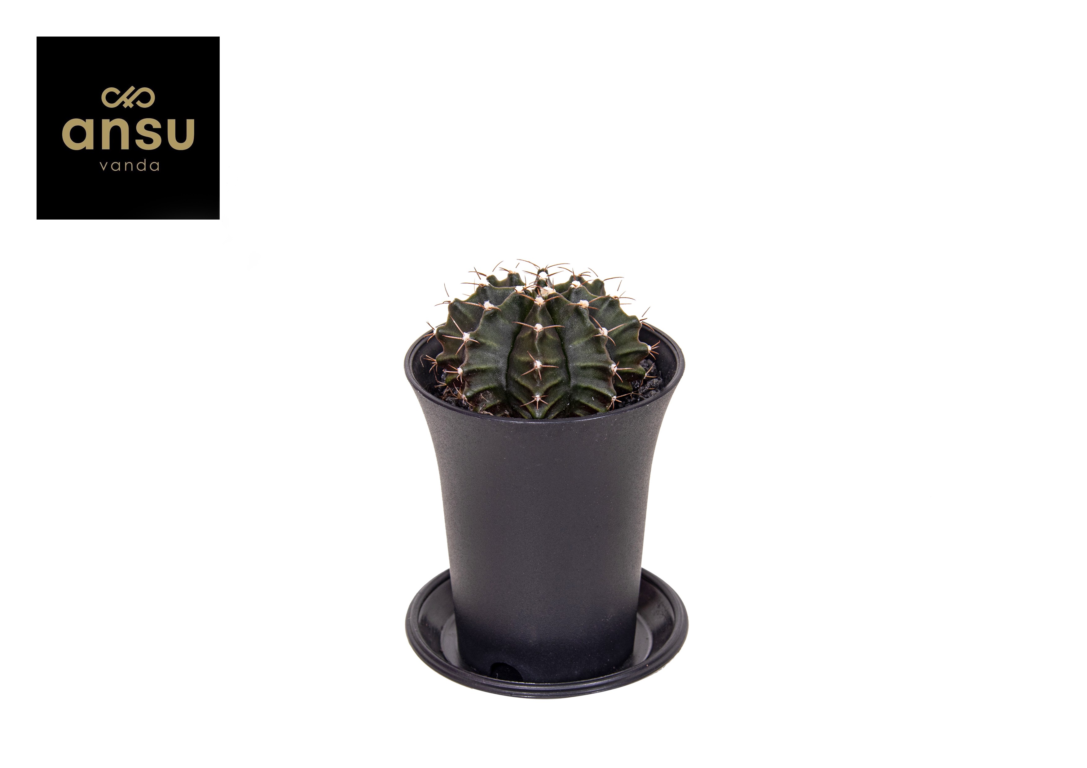 Picture of Gymno Cactus Green P7.5 13CM