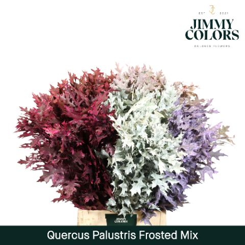Quercus Palustris L80 Frosted Mix