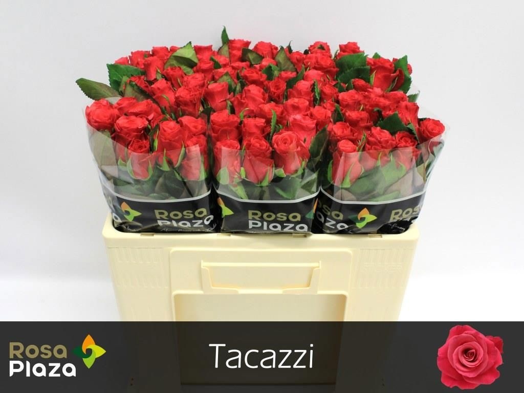 R Gr Tacazzi+
