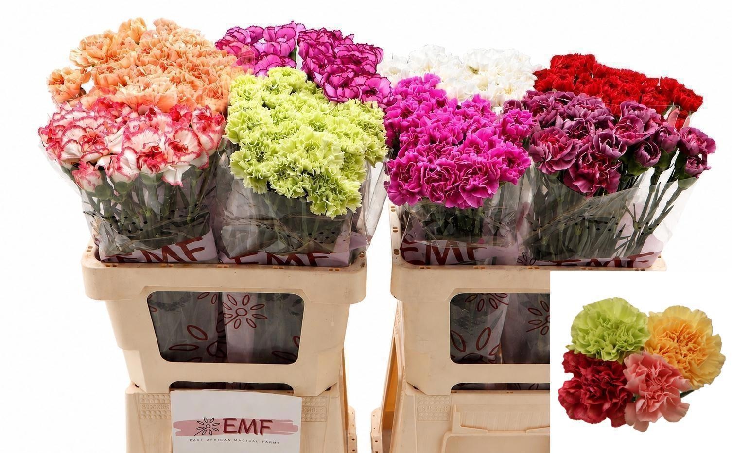 Dianthus St Mixed In Bucket 60cm