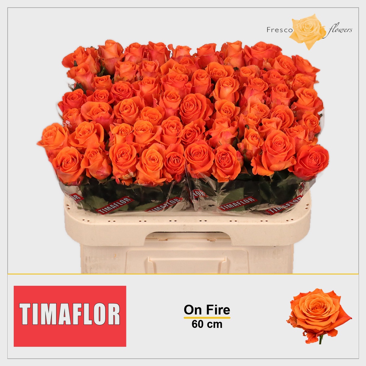 Rosa On Fire 60cm