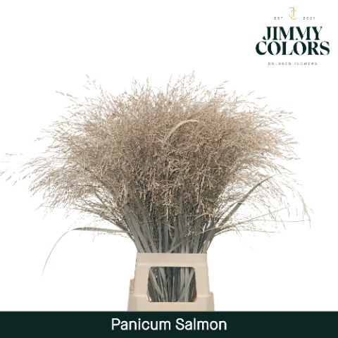 Panicum L90 Salmon