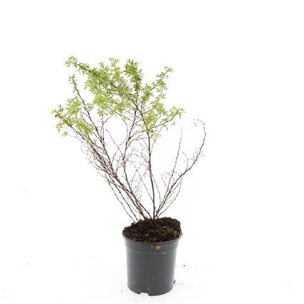 Picture of Potentilla f. Blink P14