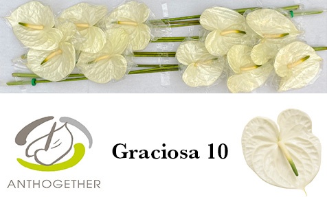 Anth A Graciosa