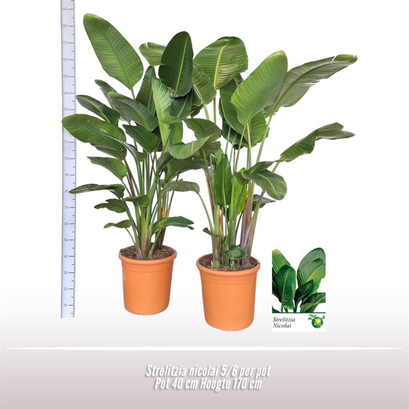 Picture of Strelitzia nicolai 5 per pot P40-(25-LTR) 210cm (LOOSE)