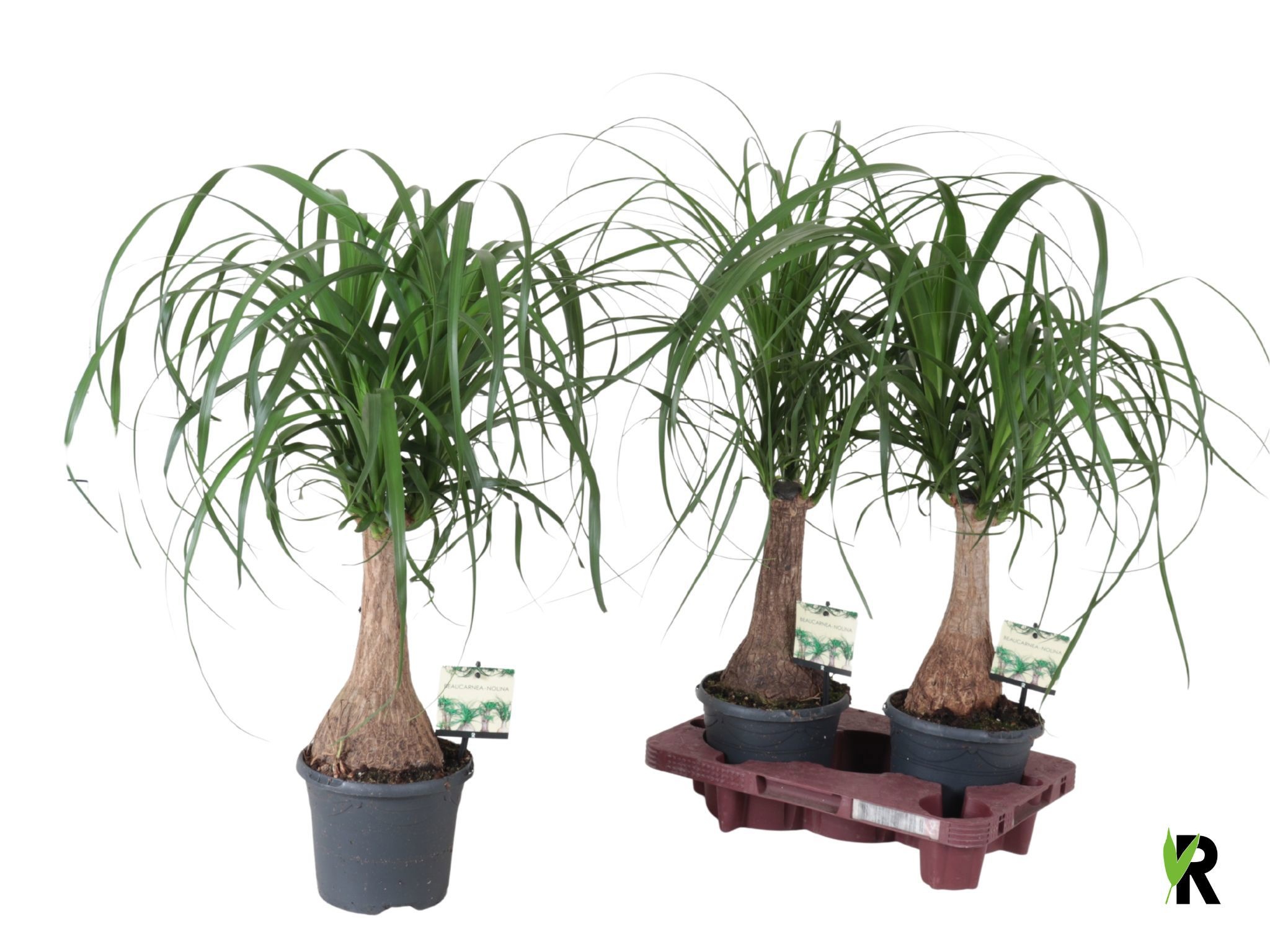 Nolina (BEAUCARNEA) 17Ø 50cm