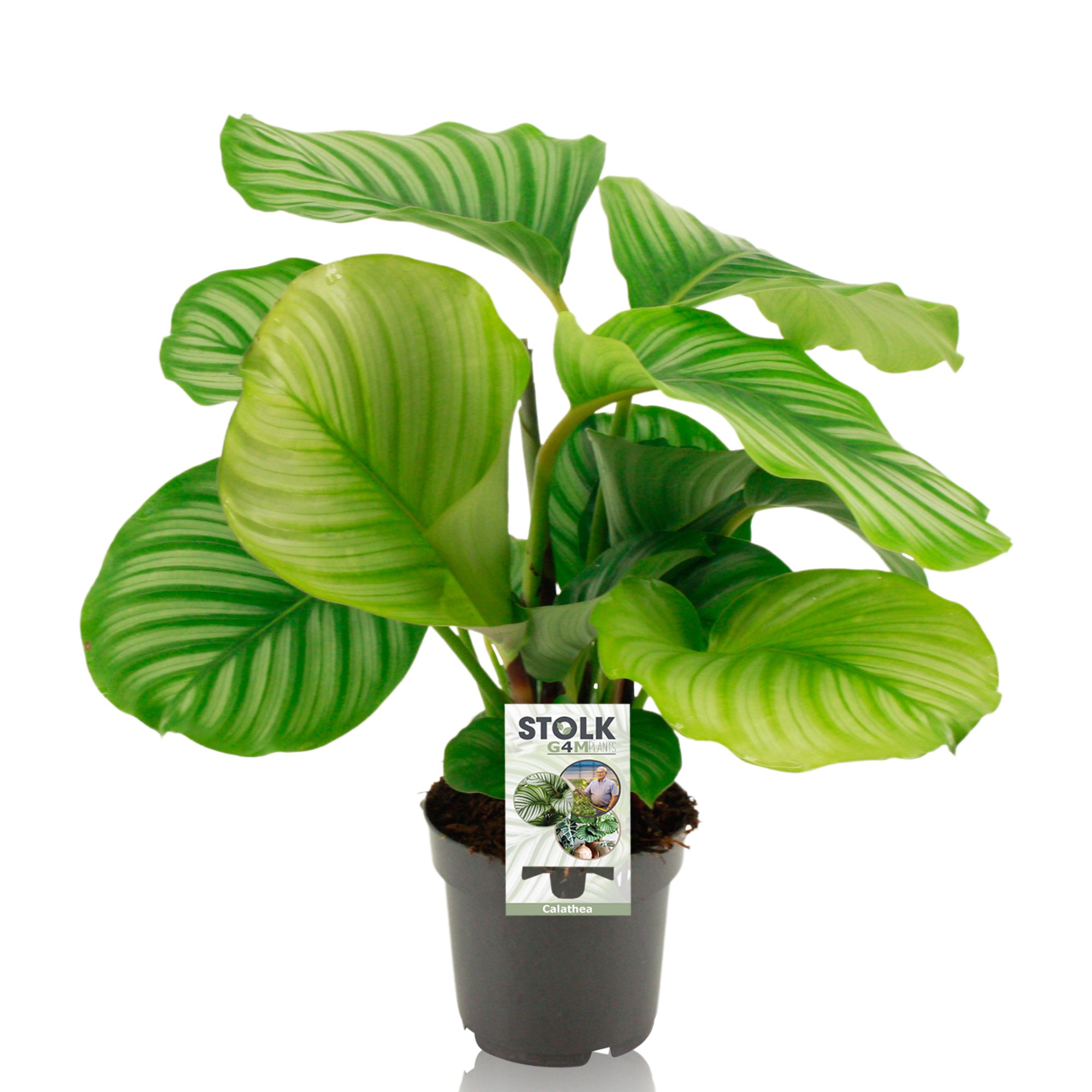 Picture of Calathea Orbifolia P14 45cm