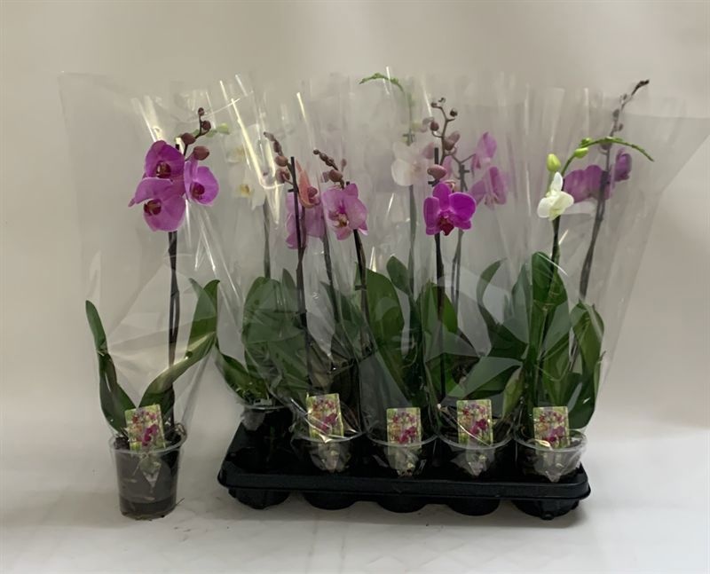 Phalaenopsis Asst 12Ø 60cm