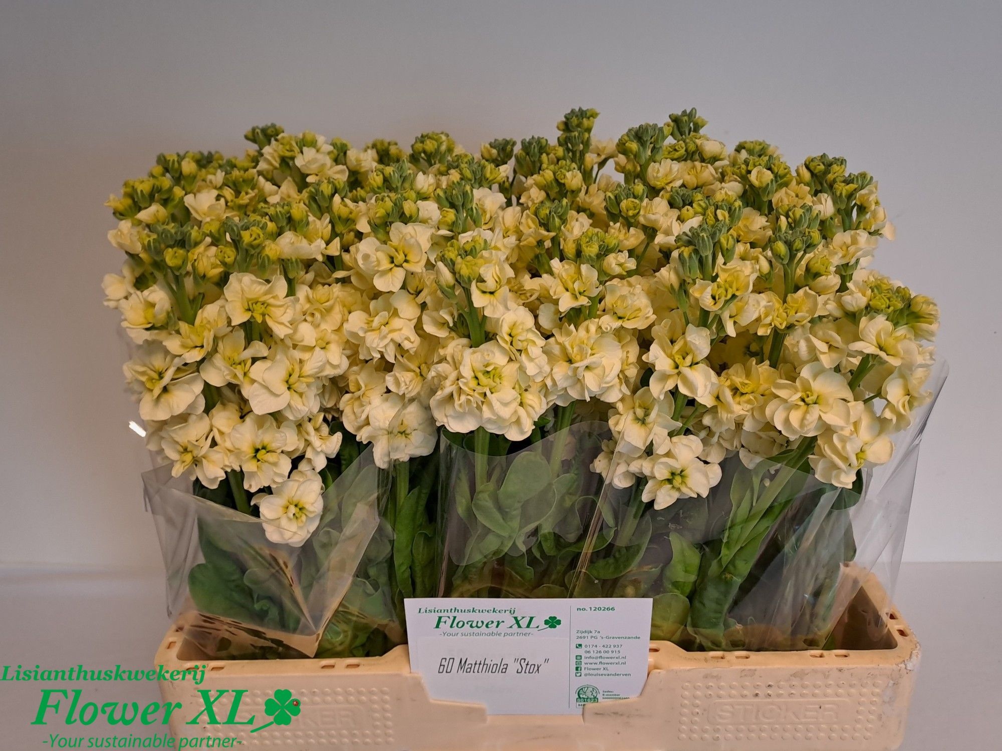 Matth Stox Yellow 50cm