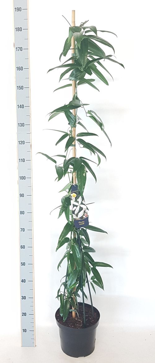 Clematis armandii p28 Werf