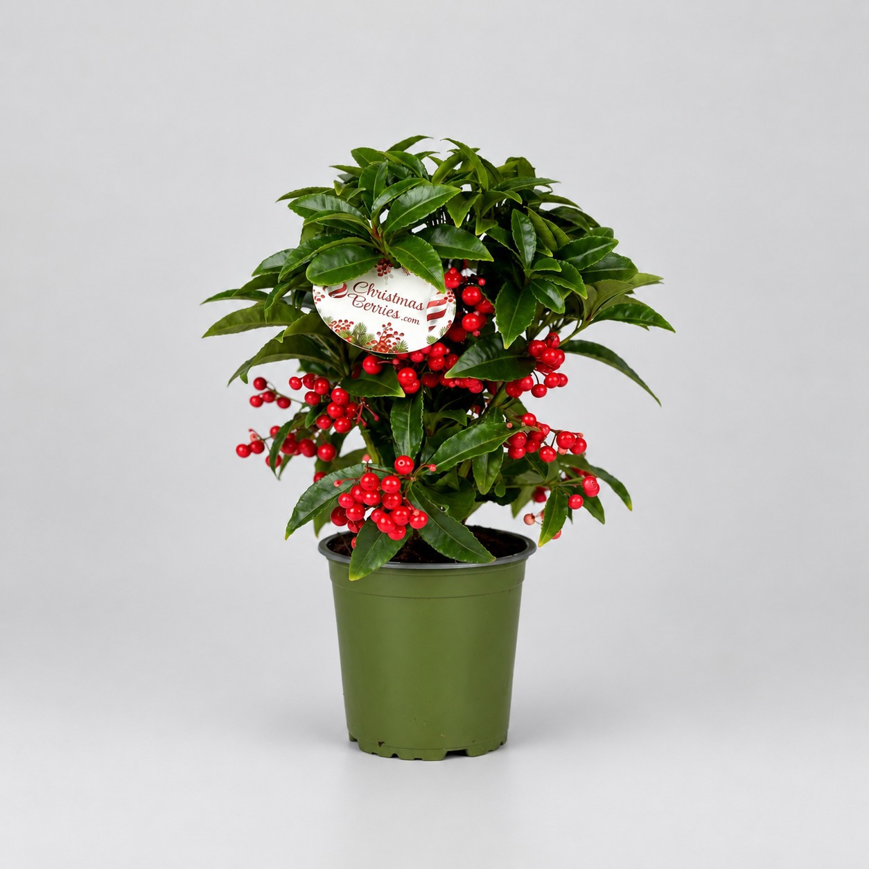 Ardisia Mini Jingle Berries™