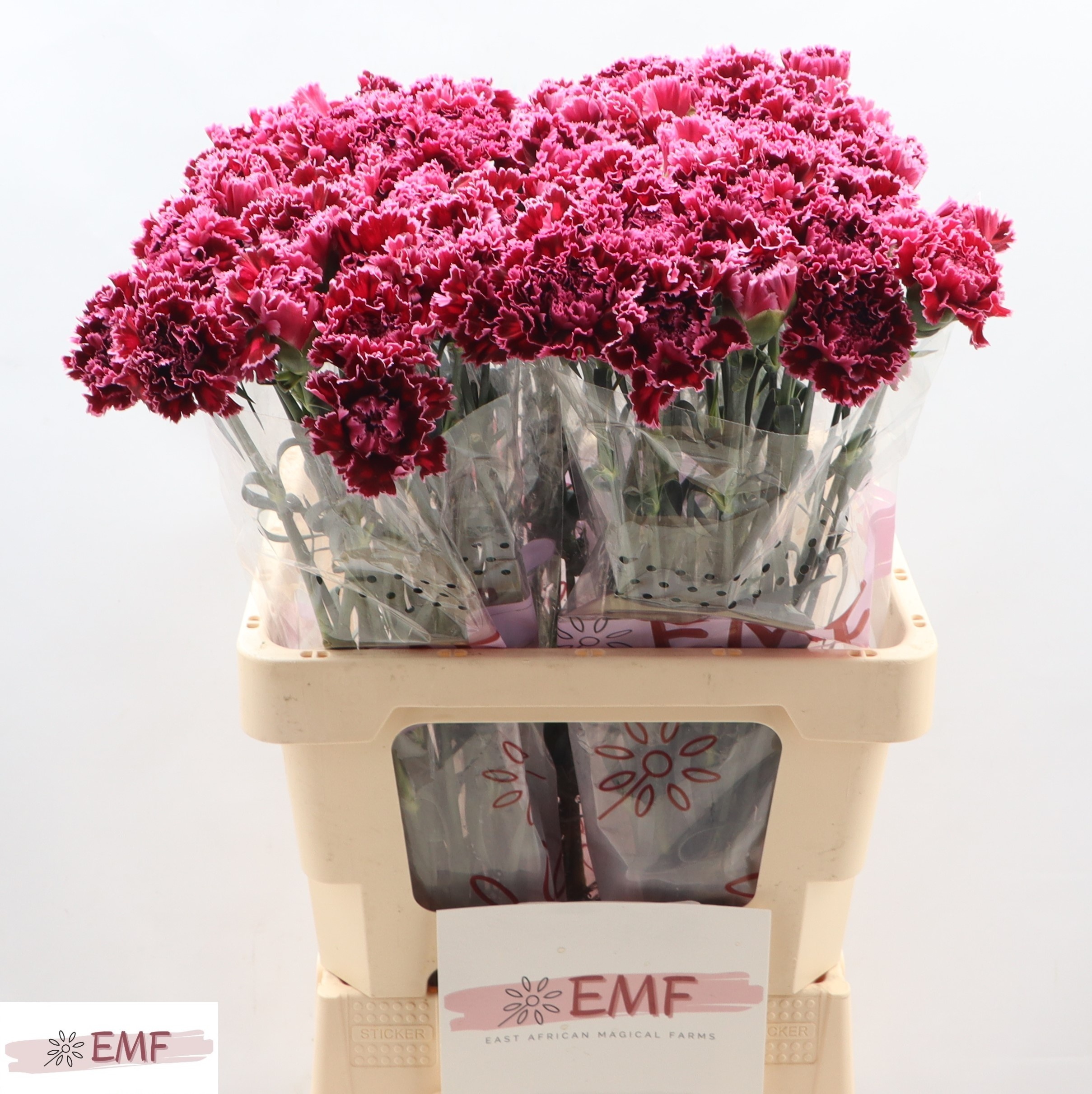 Dianthus Nob Burgundy 60cm
