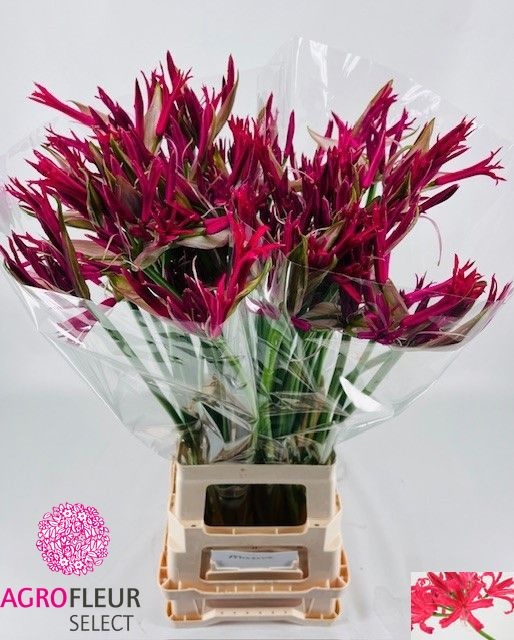 Nerine Elegance Minerva 80cm