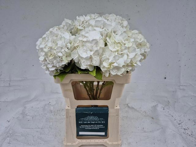 Hydrangea Blizzard 60cm 16Ø