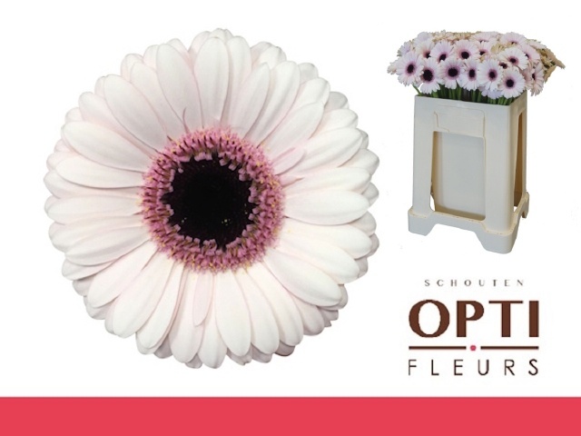 Ge Mi Abby Lou
